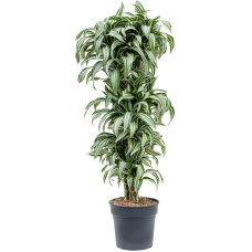 Dracaena fragrans 'Jade Jewel'