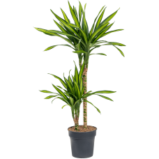 Dracaena fragrans 'Riki'