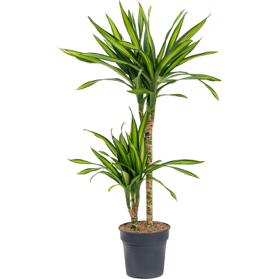 Растение горшечное Драцена/Dracaena fragrans 'Riki'