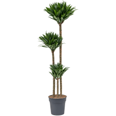 Dracaena twist