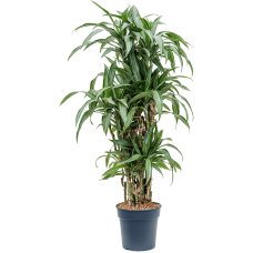 Dracaena fragrans 'Ulises'