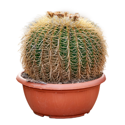 Растение горшечное Эхинокактус/Echinocactus grusonii