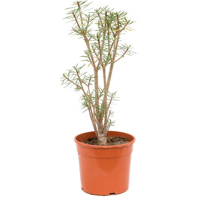 Растение горшечное Молочай/Euphorbia balsamifera