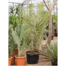 Euphorbia fiherenensis
