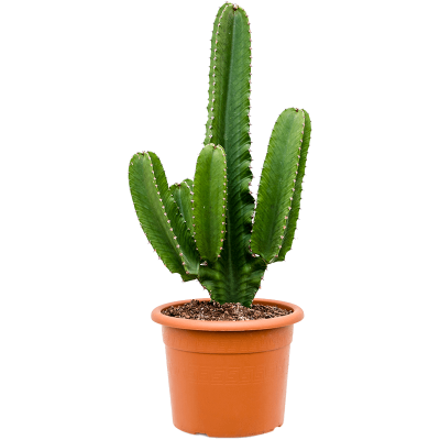 Растение горшечное Молочай/Euphorbia ingens