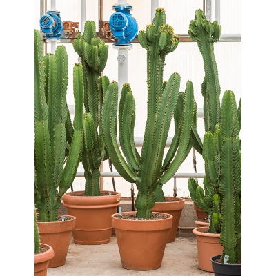 Растение горшечное Молочай/Euphorbia ingens