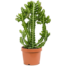 Euphorbia lactea