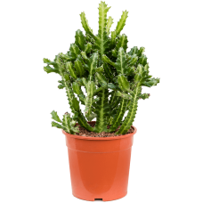 Euphorbia lactea