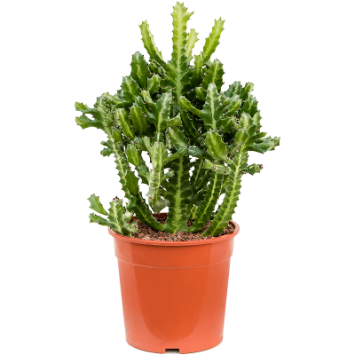 Растение горшечное Молочай/Euphorbia lactea