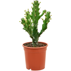 Euphorbia mayuranathanii (50-60cm)