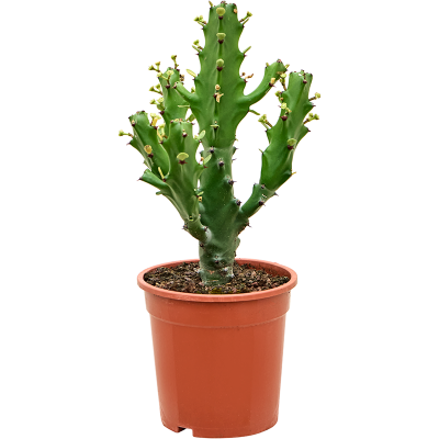 Растение горшечное Молочай/Euphorbia mayuranathanii (50-60cm)