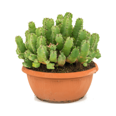 Euphorbia resinifera