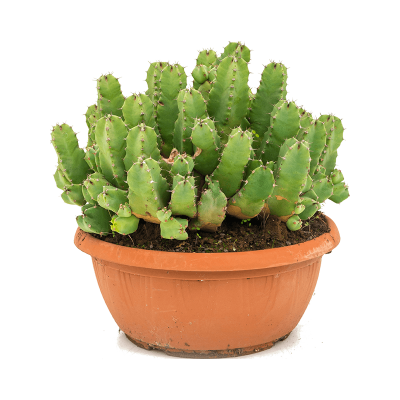 Растение горшечное Молочай/Euphorbia resinifera