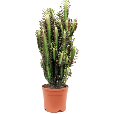 Euphorbia trigona 'Rubra'