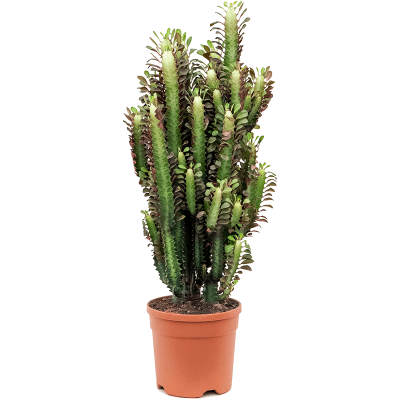 Растение горшечное Молочай/Euphorbia trigona 'Rubra'