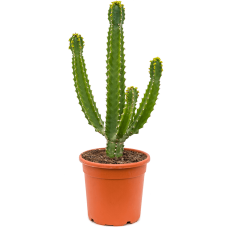 Euphorbia trigona spp.