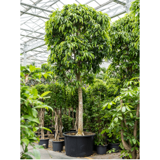 Ficus binnendijkii 'Amstel King'