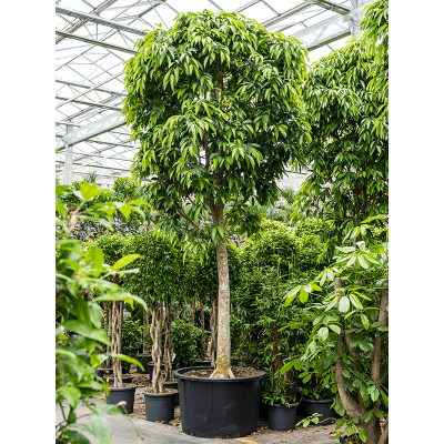 Растение горшечное Фикус/Ficus amstel king