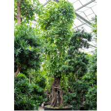 Ficus altissima