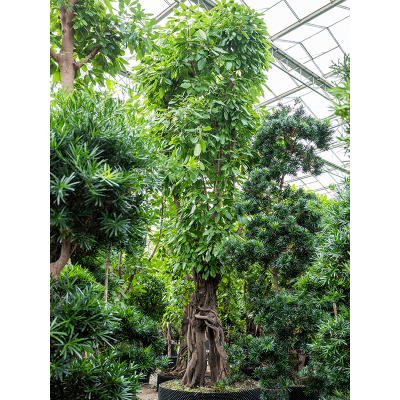 Растение горшечное Фикус/Ficus altissima