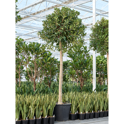 Растение горшечное Фикус/Ficus rubiginosa 'Australis'