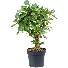 Ficus benghalensis 'Audrey'