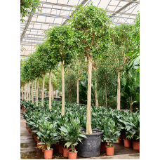 Ficus benjamina 'Exotica' (375-425)