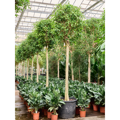 Растение горшечное Фикус/Ficus benjamina 'Exotica' (375-425)