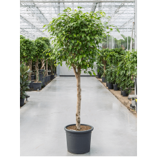 Ficus benjamina 'Exotica'