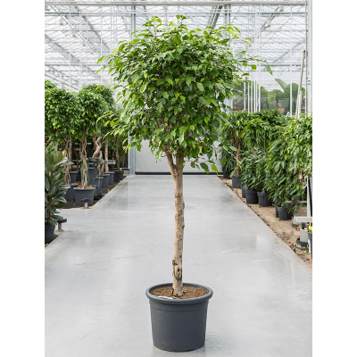 Растение горшечное Фикус/Ficus benjamina