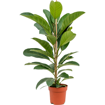 Растение горшечное Фикус/Ficus benghalensis 'Roy'