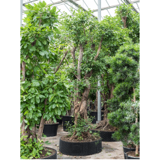 Ficus concinna