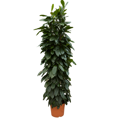 Растение горшечное Фикус/Ficus cyathistipula