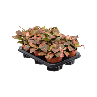 Растение горшечное Фиттония/Fittonia 'Diamond' 6/tray