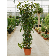 Ficus elastica 'Melany‘