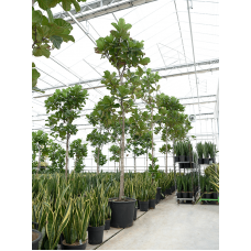 Ficus lyrata