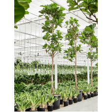 Ficus lyrata (450-500)