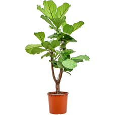 Ficus lyrata