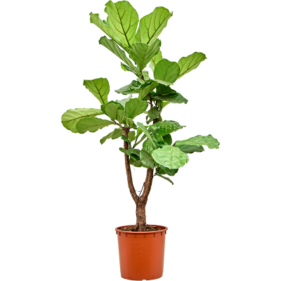 Растение горшечное Фикус/Ficus lyrata