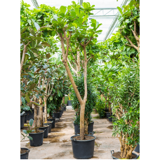 Ficus lyrata