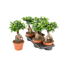 Ficus microcarpa ginseng 4/tray