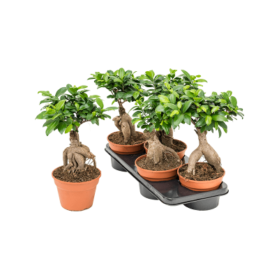 Растение горшечное Фикус/Ficus microcarpa ginseng 4/tray