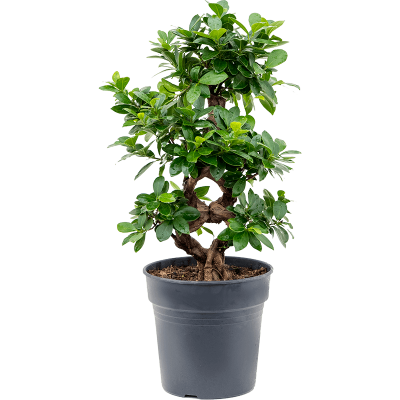 Растение горшечное Фикус/Ficus microcarpa compacta