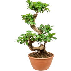 Ficus microcarpa 'Compacta'