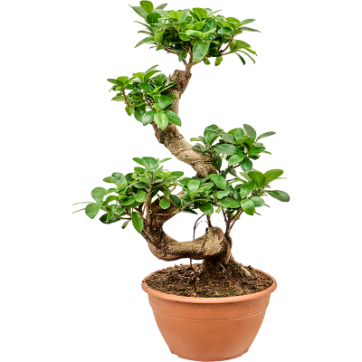 Растение горшечное Фикус/Ficus microcarpa 'Compacta'