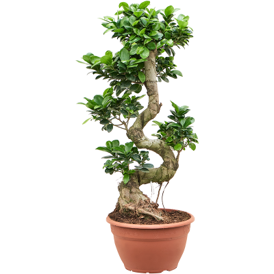 Растение горшечное Фикус/Ficus microcarpa 'Compacta'