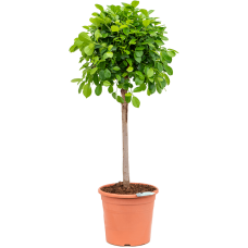 Ficus microcarpa 'Moclame'