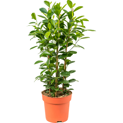 Растение горшечное Фикус/Ficus microcarpa 'Moclame'