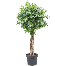 Ficus nitida