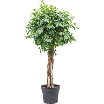 Растение горшечное Фикус/Ficus nitida